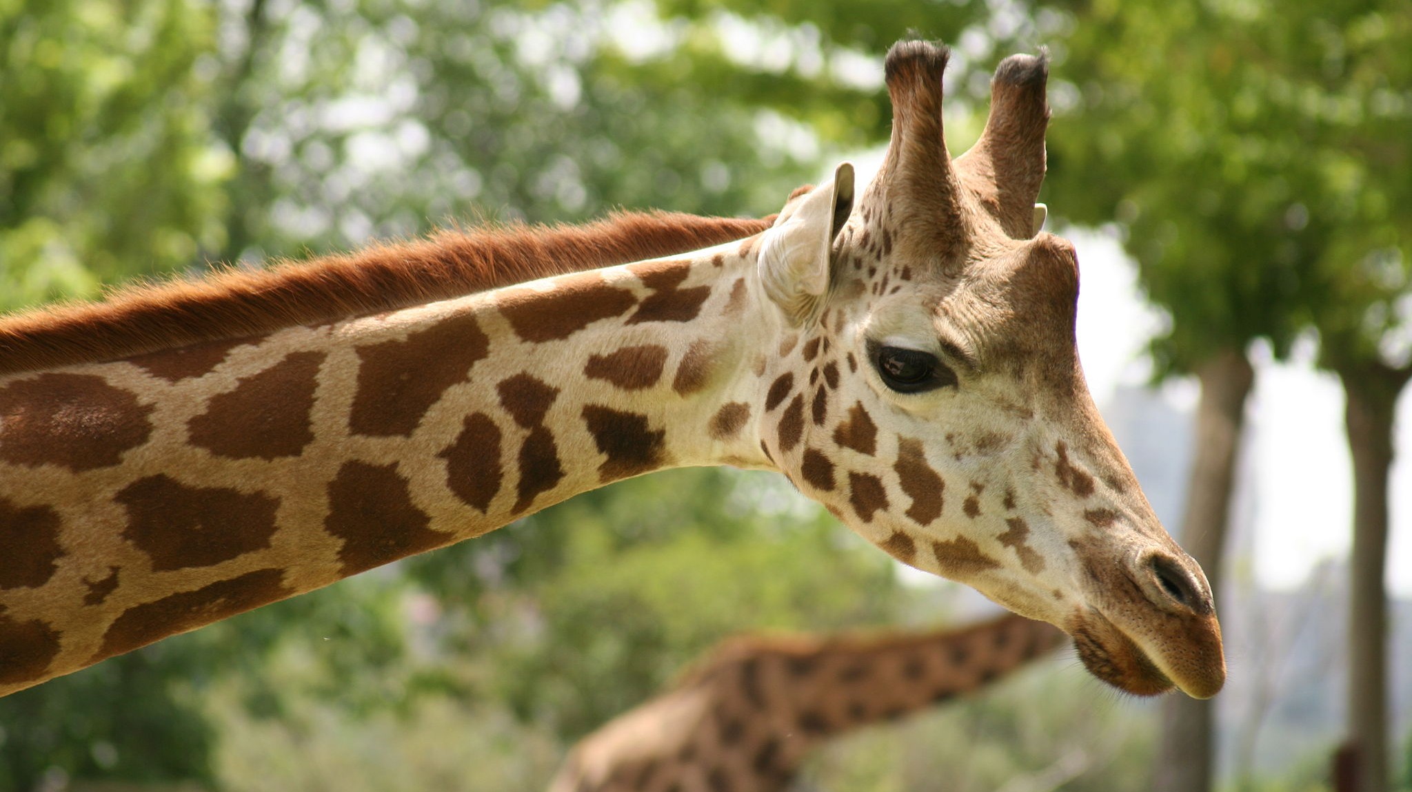 Giraff trampade ihjäl ettåring – skadade mamman allvarligt