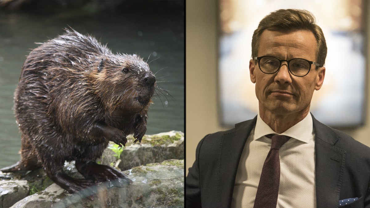 Foto: Bryn Davies/Nyheter Idag