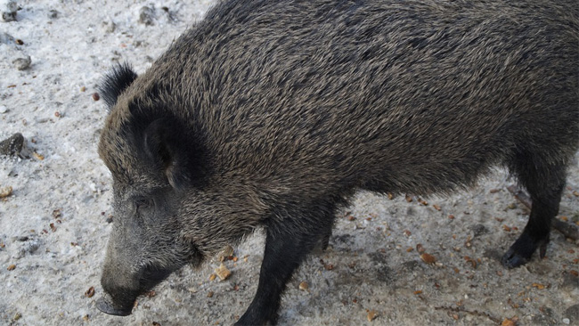 Teori: Vildsvin angrep muslimsk begravningsplats