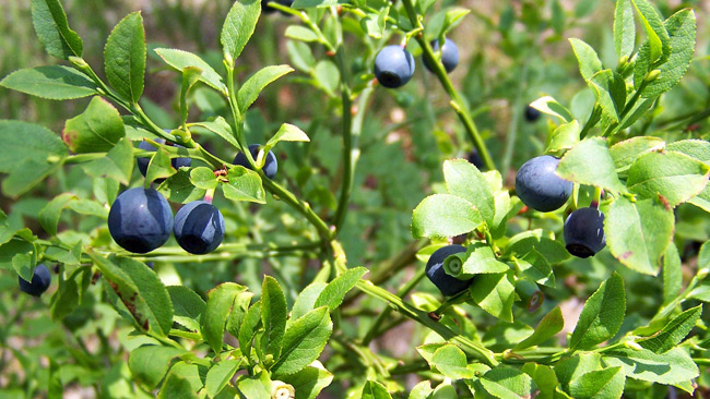 Hobbyn som bär sig – så tjänar du 12 500 kronor skattefritt