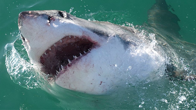 Ville simma med delfiner – dödades av haj