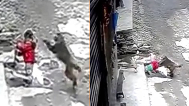 Här släpas treåringen bort av en apa