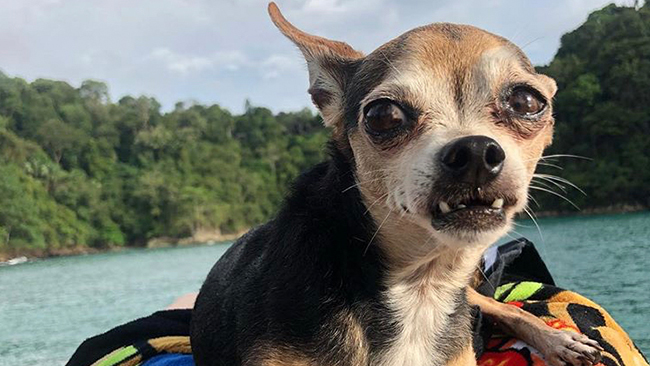 Chihuahua-hundar sätter skräck i stad