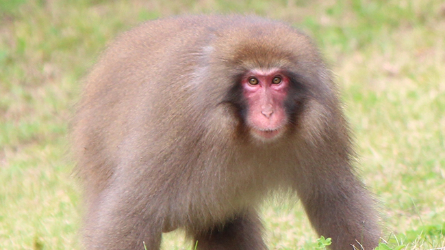 Apor löper amok i Japan – 58 personer angripna