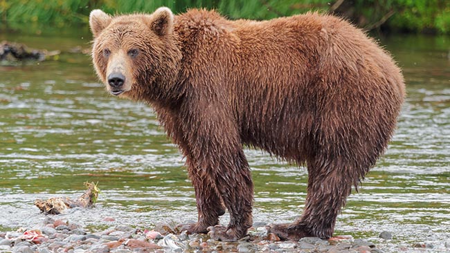 Störtade med helikopter – åts av björnar