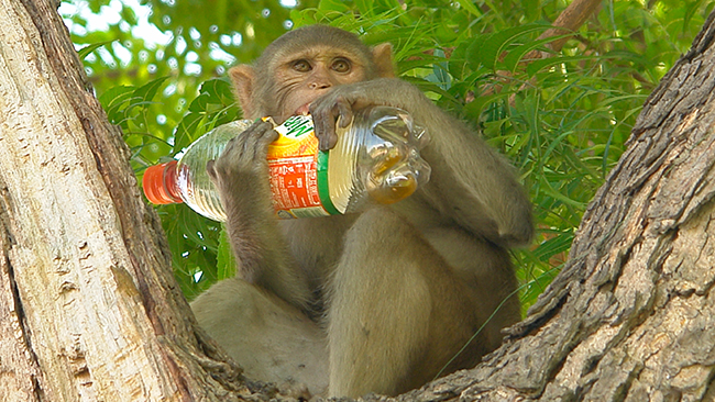 Apflock kastade spädbarn från balkong