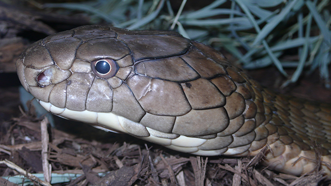 Barn bet ihjäl kobra