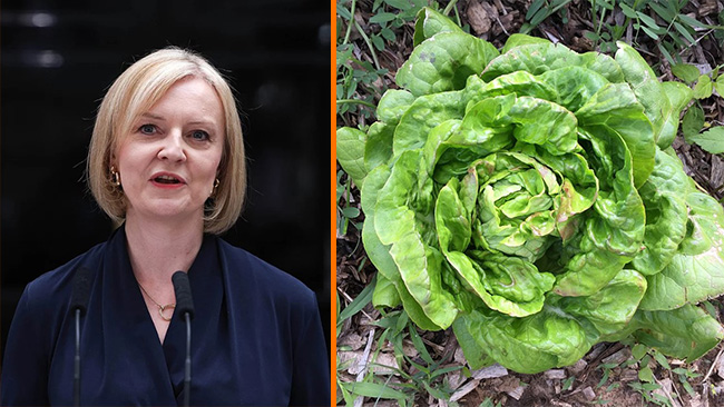 Historiskt fiasko för Liz Truss – besegras av sallad