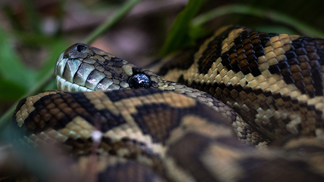 Farfar räddade femåring från pytonorm