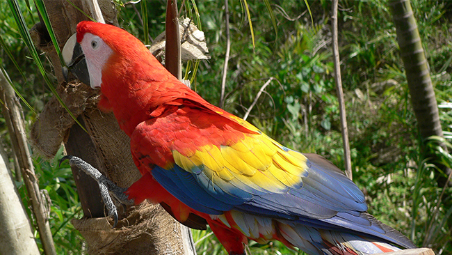 Papegojans skrik skrämde inbrottstjuvarna på flykt