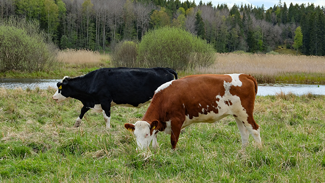 Tåg spårade ur – krockade med kor