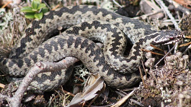 Ormbiten man åkte inte till sjukhus – dog i bostad
