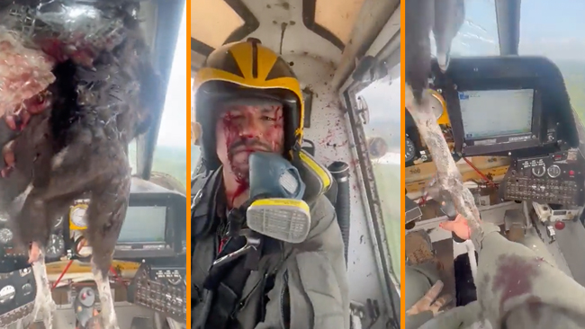 Nedblodad pilot flyger vidare – med död fågel genom rutan