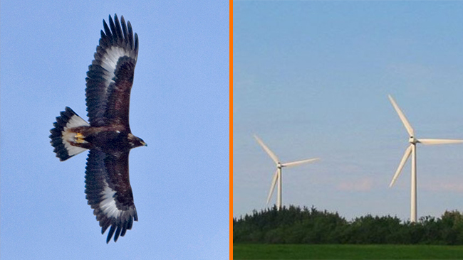 Ornitologer stoppade vindkraftverk
