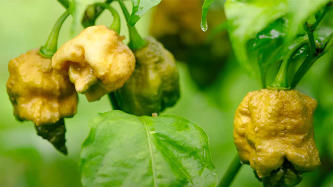 Stark korv sänkte kvinna – illamående och svimningar polisanmäldes